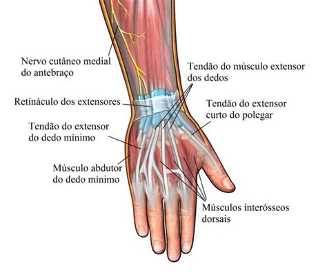 Mãos Inchadas O Que Pode Ser - Mãos inchadas, sintomas e tratamento | Fisioterapia para todos
