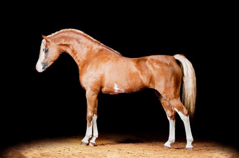 Flaxen Chestnut Welsh Pony Studio Shot Stock Photo - Download Image Now - 2015, Animal Mane ...