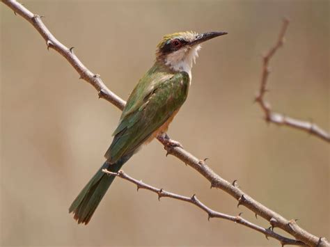 Somali Bee-eater (Merops revoilii) by Nik Borrows | Bee eater ...