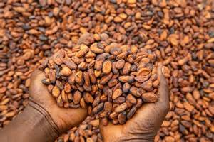cocoa farmers urged  maintain  quality   beans