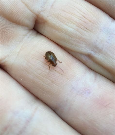 Brown Beetles Insects