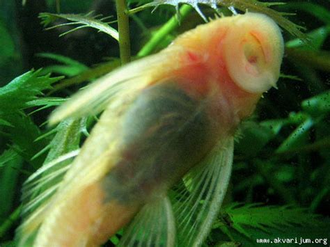 Ancistrus
