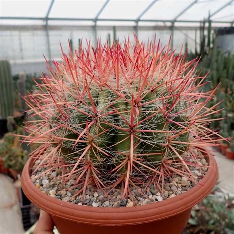 Ferocactus stainesii v. pilosus Mexiko, San Luis Potosi - Uhlig Kakteen ...