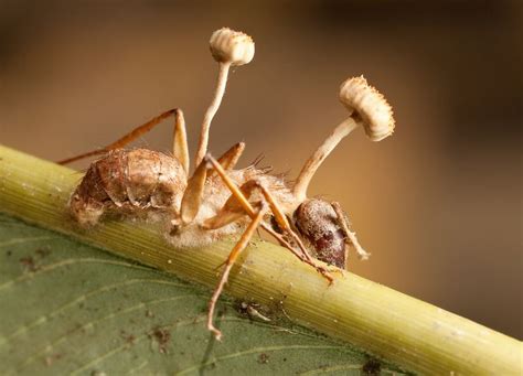 Ophiocordyceps unilateralis - Alchetron, the free social encyclopedia