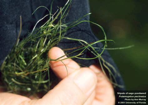 | Center for Aquatic and Invasive Plants | University of Florida, IFAS