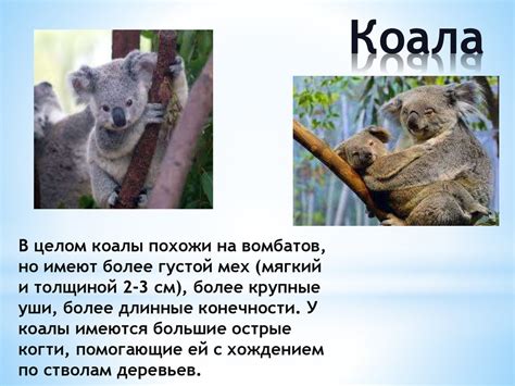 Флора и фауна Австралии - презентация онлайн