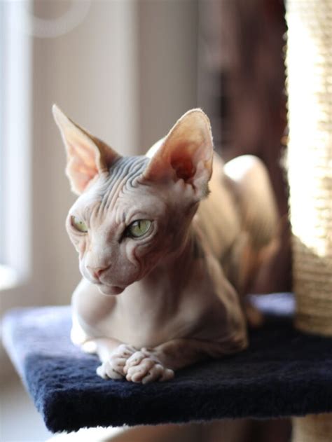 Top 7 Egyptian Cat Breeds