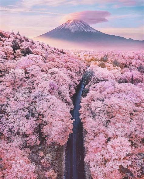 Cherry blossom forest in Japan : r/pics