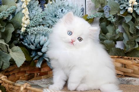 Котята пушистые картинки