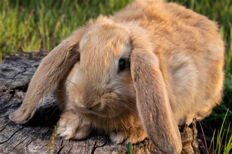 French Lop Pictures - AZ Animals