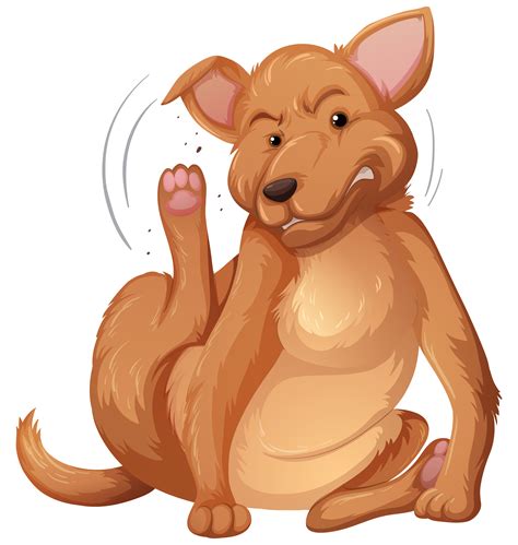 is it normal dog itching naturally