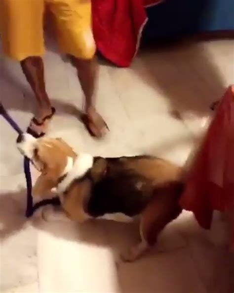 rohit sharma  masti   dog shorts youtube