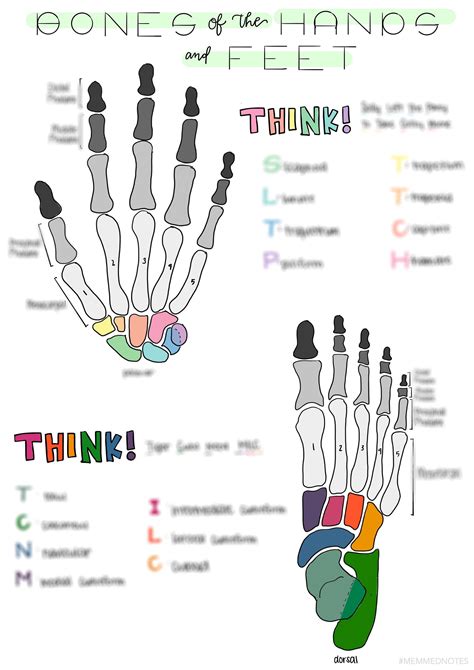 Bones of the Hands and Feet - Study Sheet - Etsy