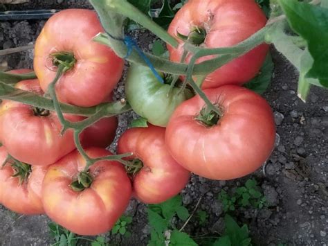 Томат Микадо розовый: описание сорта, ОТЗЫВЫ (13), фотоТомат Микадо ...
