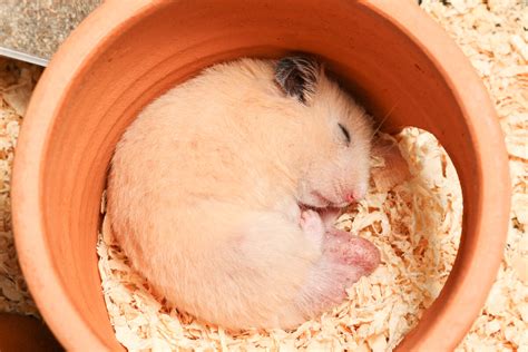 animais de estimacao  hibernam