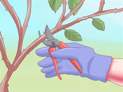 How Do Roses Last Longer at Rita Magno blog