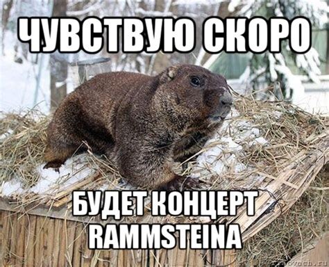 чувствую скоро будет концерт rammsteina, Мем сурок - Рисовач .Ру