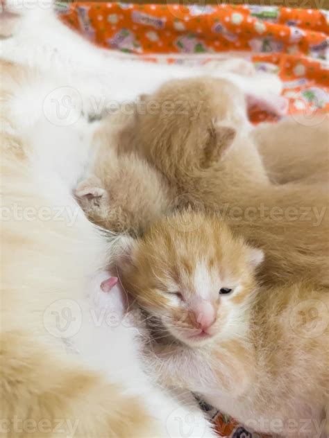 Newborn cat babies breastfeeding on mommy 21148443 Stock Photo at Vecteezy