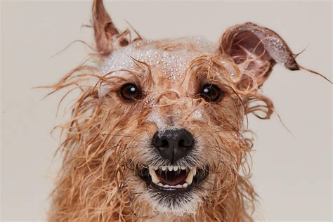 How to get rid of fleas on puppies | ManyPets