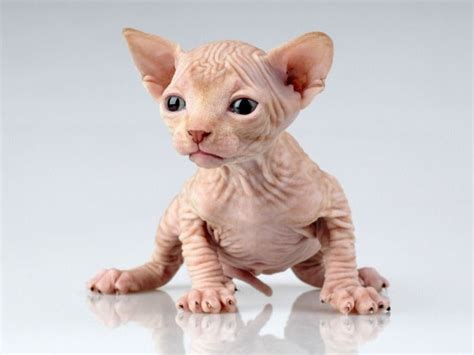Gato É Um Felino