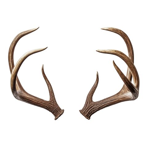 Premium Photo | Deer antlers isolated on a white or transparent