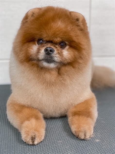 Стрижка Шпица - груминг в Москве - цена в салонах Puffy-Groom
