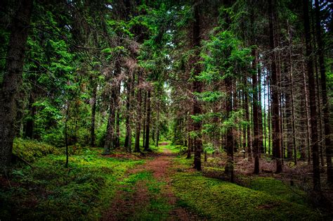 4K Ultra HD Forest Path: Nature’s Tranquil Tree Tunnel