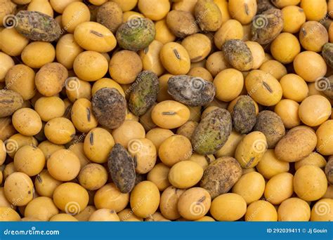 soybean seed  mold  green butterbean problem stock image