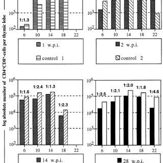 purification  thymocyte subpopulations unseparated thymocytes