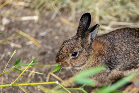 Bunny+Xo+Bikini Photos, Download The BEST Free Bunny+Xo+Bikini Stock