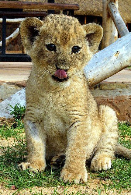 10 ideas de Leones bebes | leones bebes, animales bonitos, animales ...