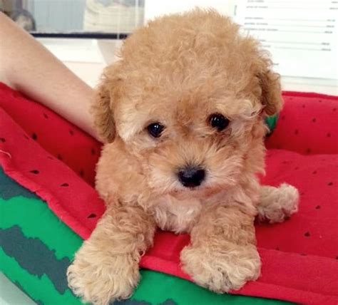 Poodle Toy Preço - Lindos Filhotes Poodle Toy | Parcelamento sem juros