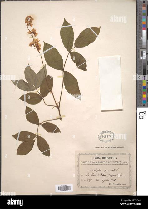 family staphyleaceae  res stock photography  images alamy