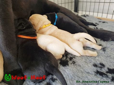 Маркери з паракорду – Woof&Hoof