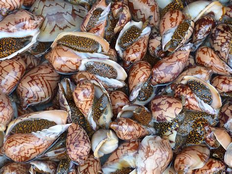 snail shell seafood  photo  pixabay