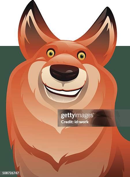 smiling fox   premium high res pictures getty images