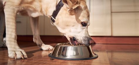 Senior Dogs' Guide to Healthy Eating | Eurovets