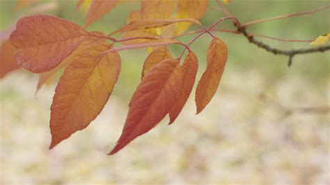 Closeup of Fall leaves 2570604 Stock Video at Vecteezy