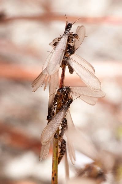 Subterranean Termite Swarmer: Identifying and Preventing Infestations ...