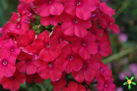 Флоксы 'Мисс Мэри' / Phlox 'Miss Mary'
