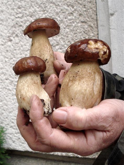 Cencov blog: Jurčki