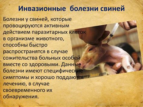 Заболевания свиней - презентация онлайн