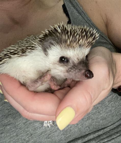 Meet Cinnamon! : r/Hedgehog