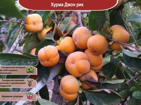 Хурма Джон рик - купить с доставкой по выгодным ценам в интернет ...