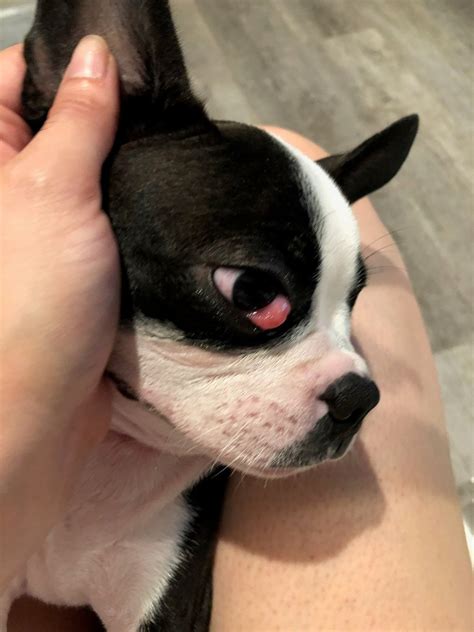 What To Know About Cherry Eye In Dogs