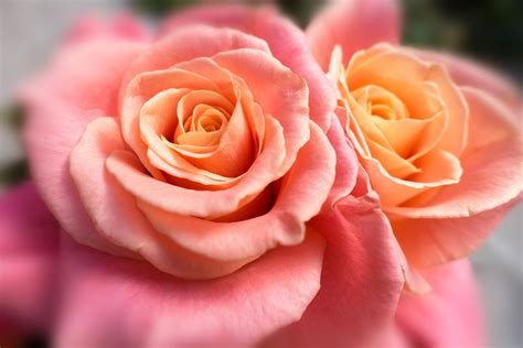 Rose Miss Piggy Composites · Free photo on Pixabay