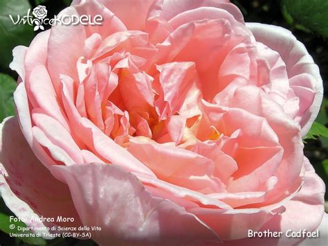 Brother Cadfael