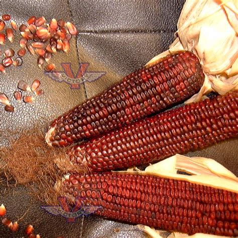 Dent Corn (Maize) Seed Varieties - Heirloom, Open Pollinated, Non ...