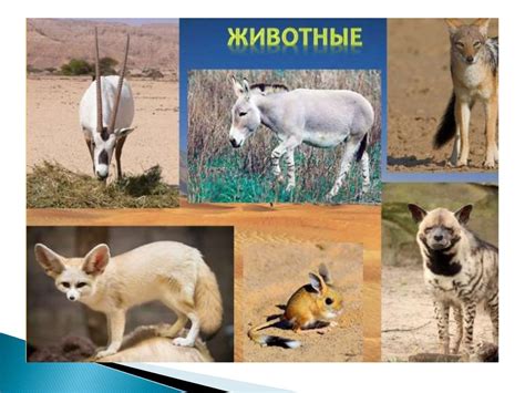 Евразия. Растительный и животный мир, антропогенные факторы ...