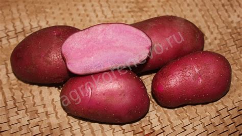 Сорта картофеля - Жуковский ранний Голубизна Никулинский
